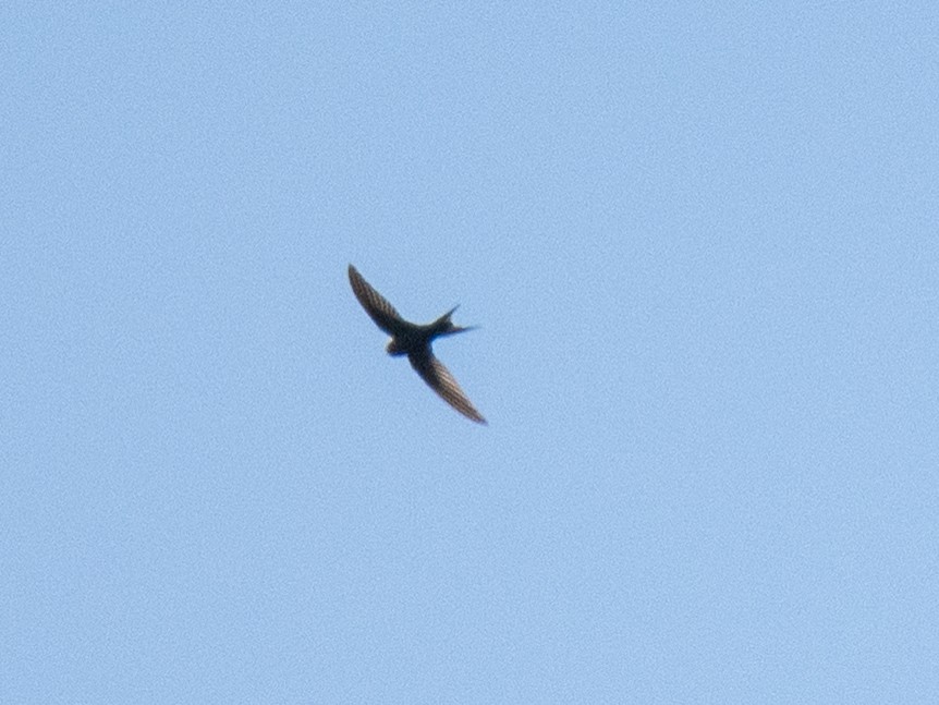African Swift - ML637010258
