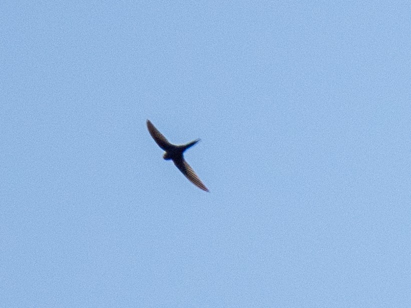 African Swift - ML637010260