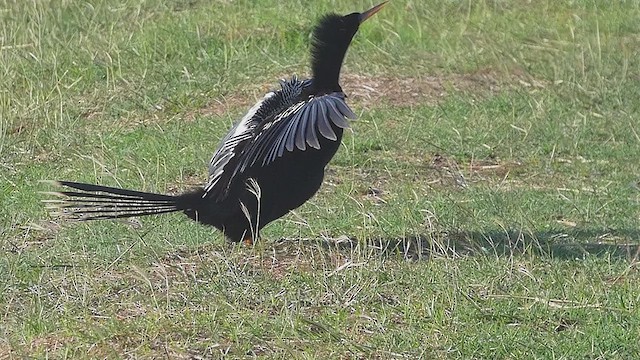 Anhinga - ML637010281