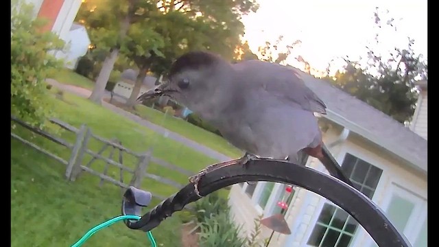 Gray Catbird - ML637010292