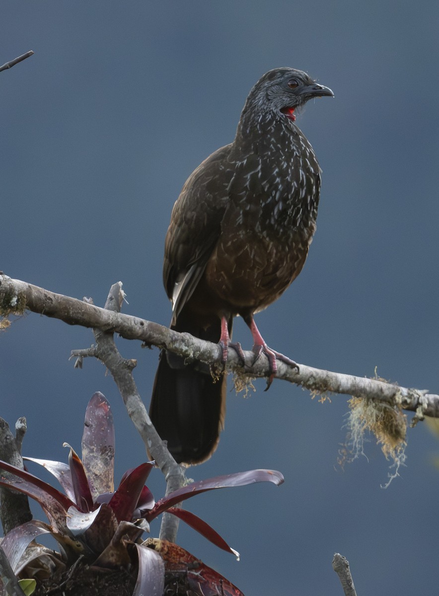Andean Guan - ML637010297