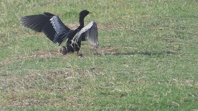 Anhinga - ML637010301