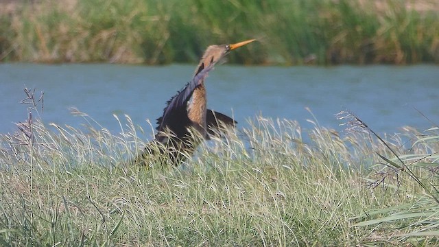 Anhinga - ML637010310