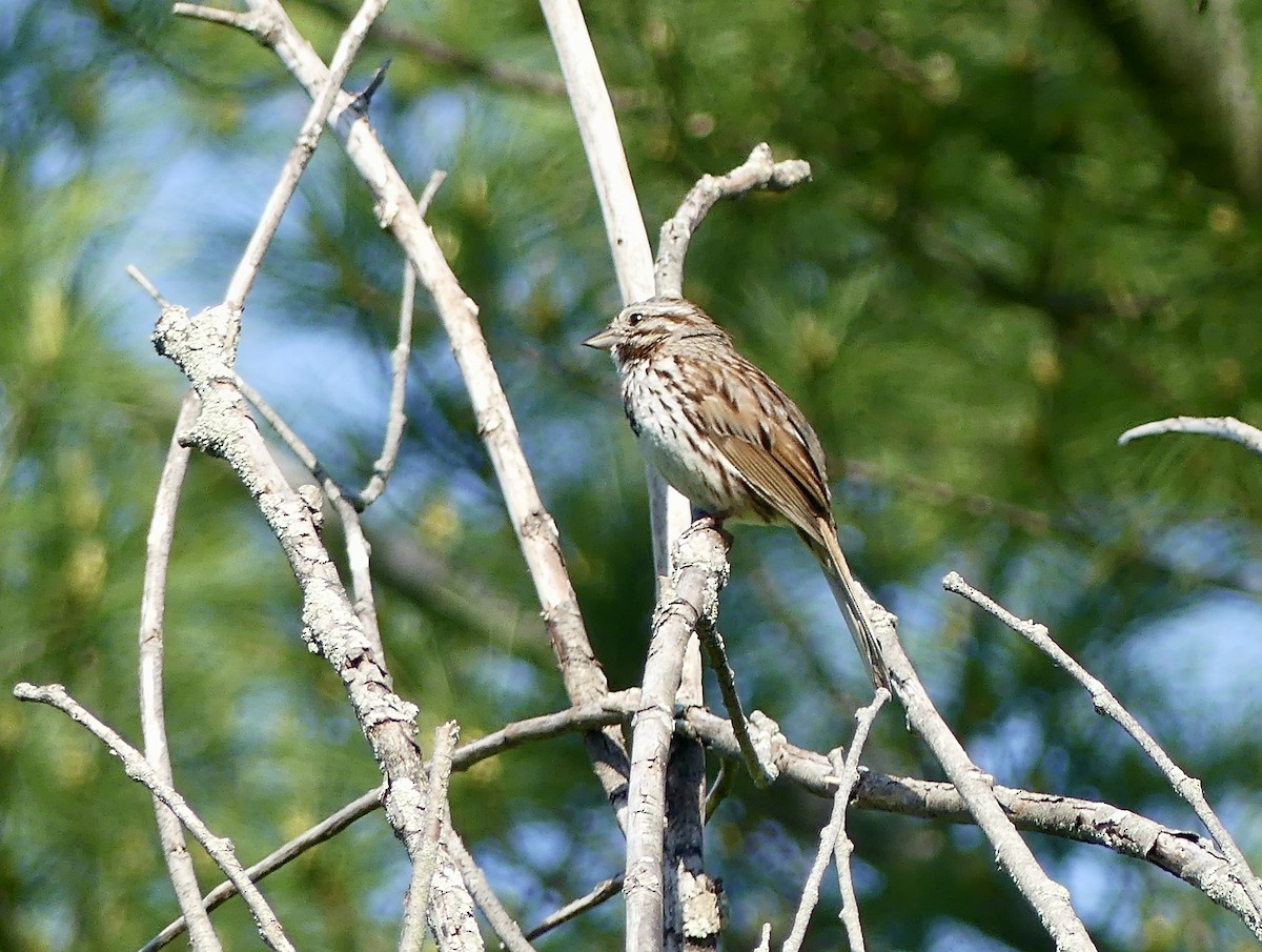 Song Sparrow - ML637010401