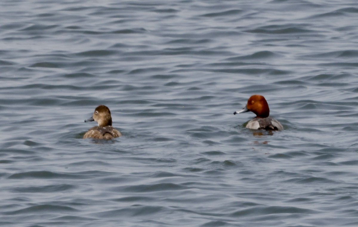Redhead - ML637010428