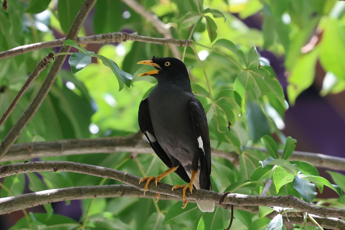 Javan Myna - ML637010447