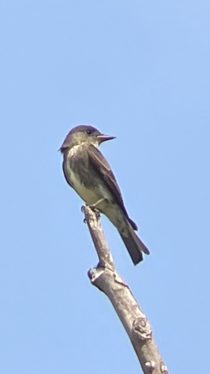Olive-sided Flycatcher - ML637010470