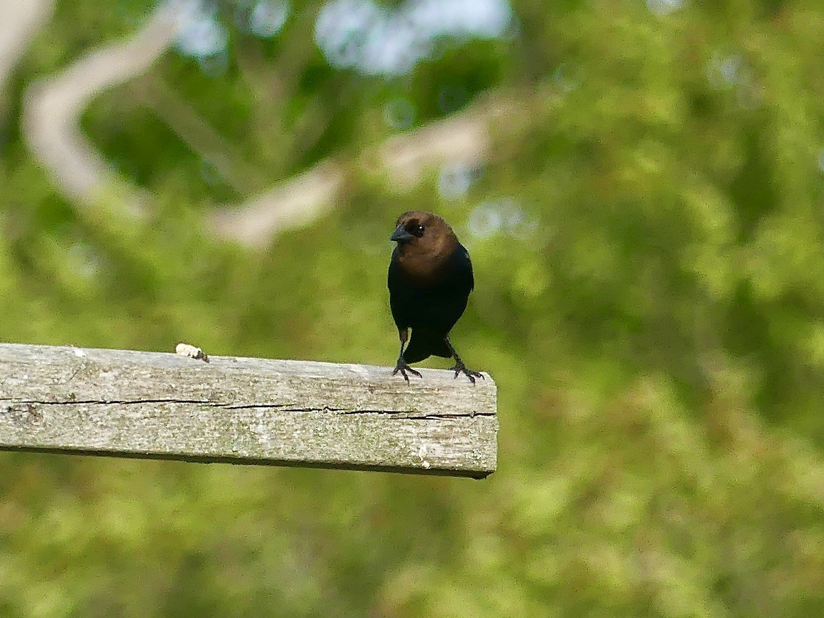 Brown-headed Cowbird - ML637010516