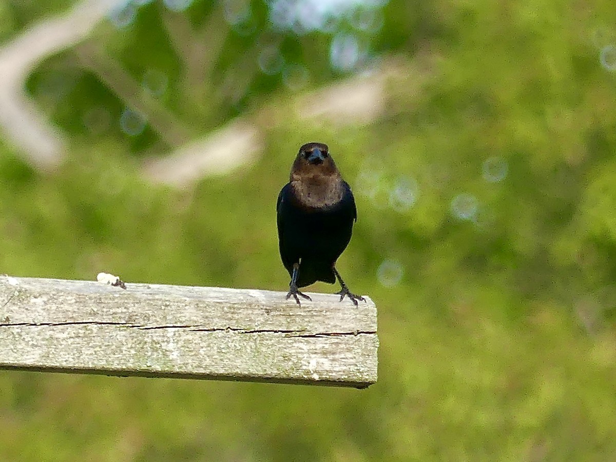 Brown-headed Cowbird - ML637010517