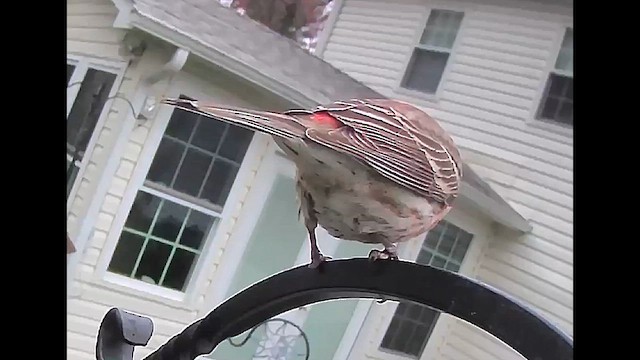House Finch - ML637010573