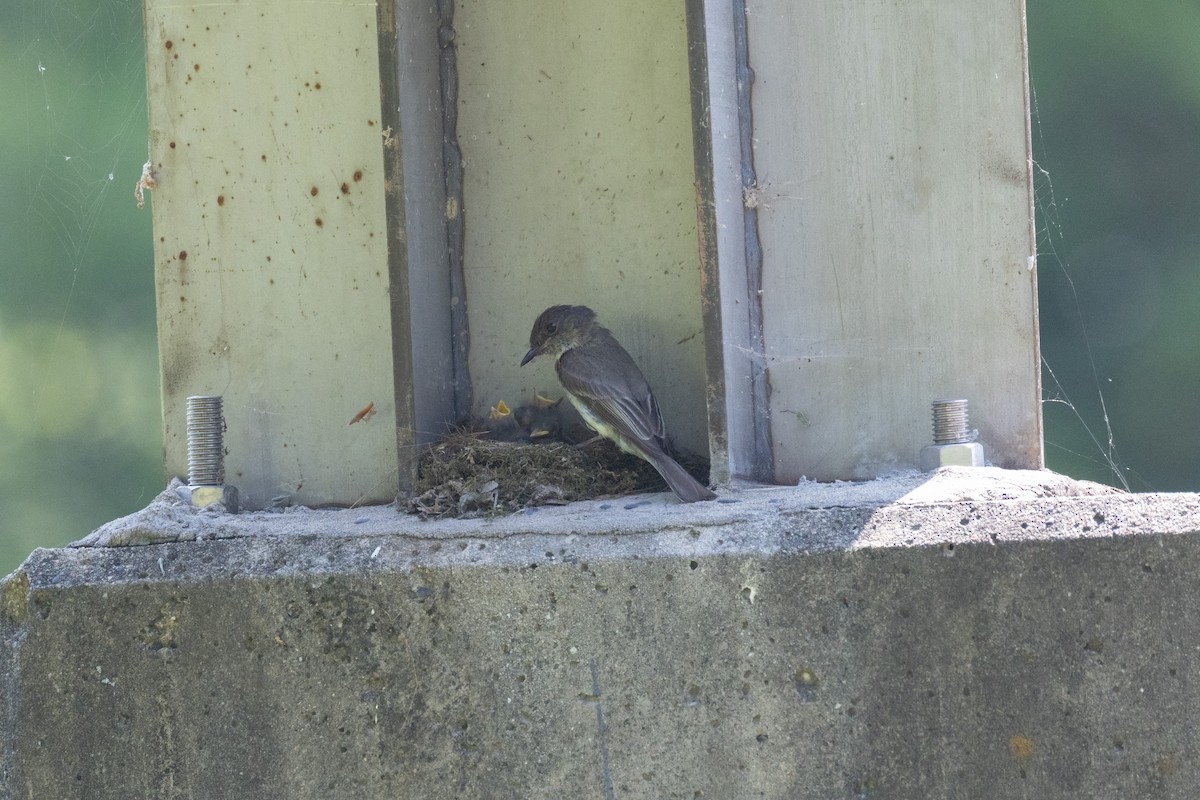 Eastern Phoebe - ML637010588
