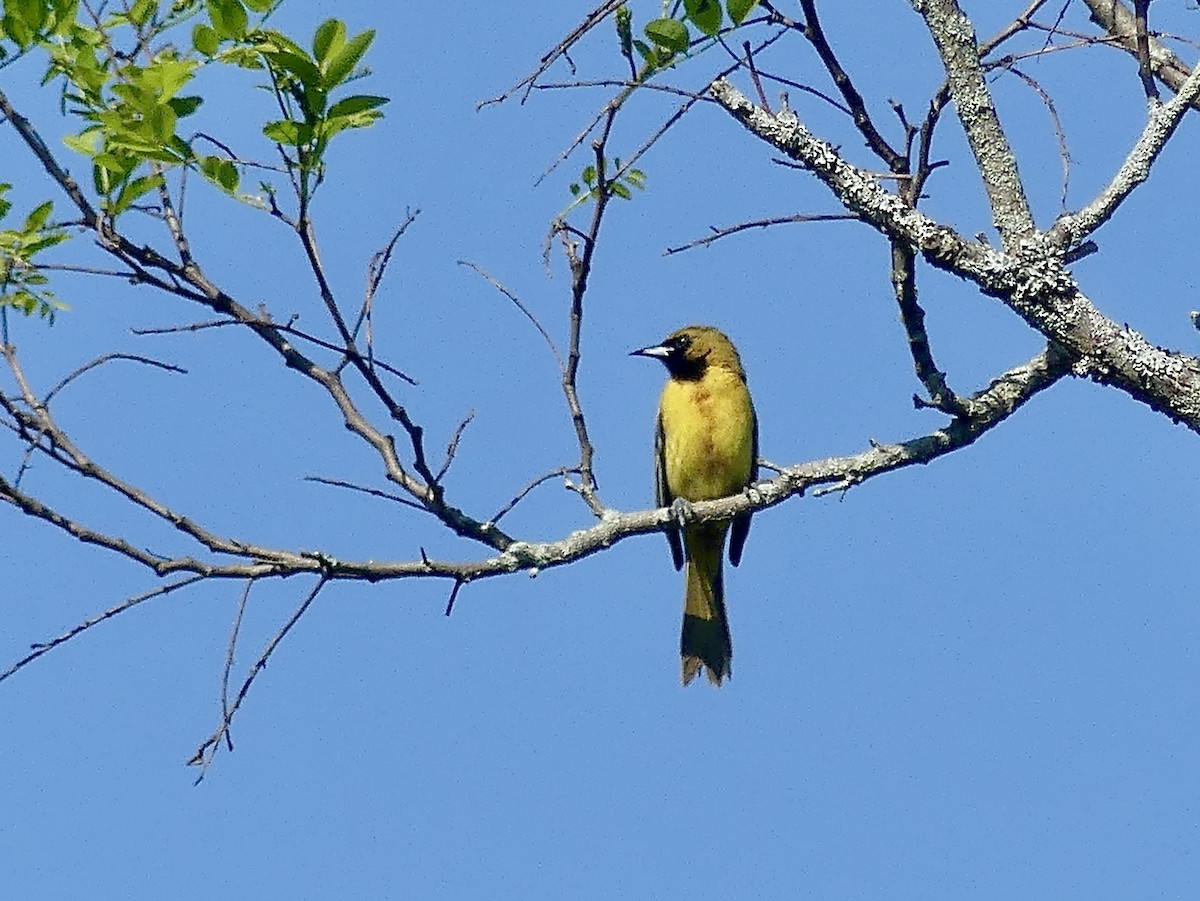 Orchard Oriole - ML637010614