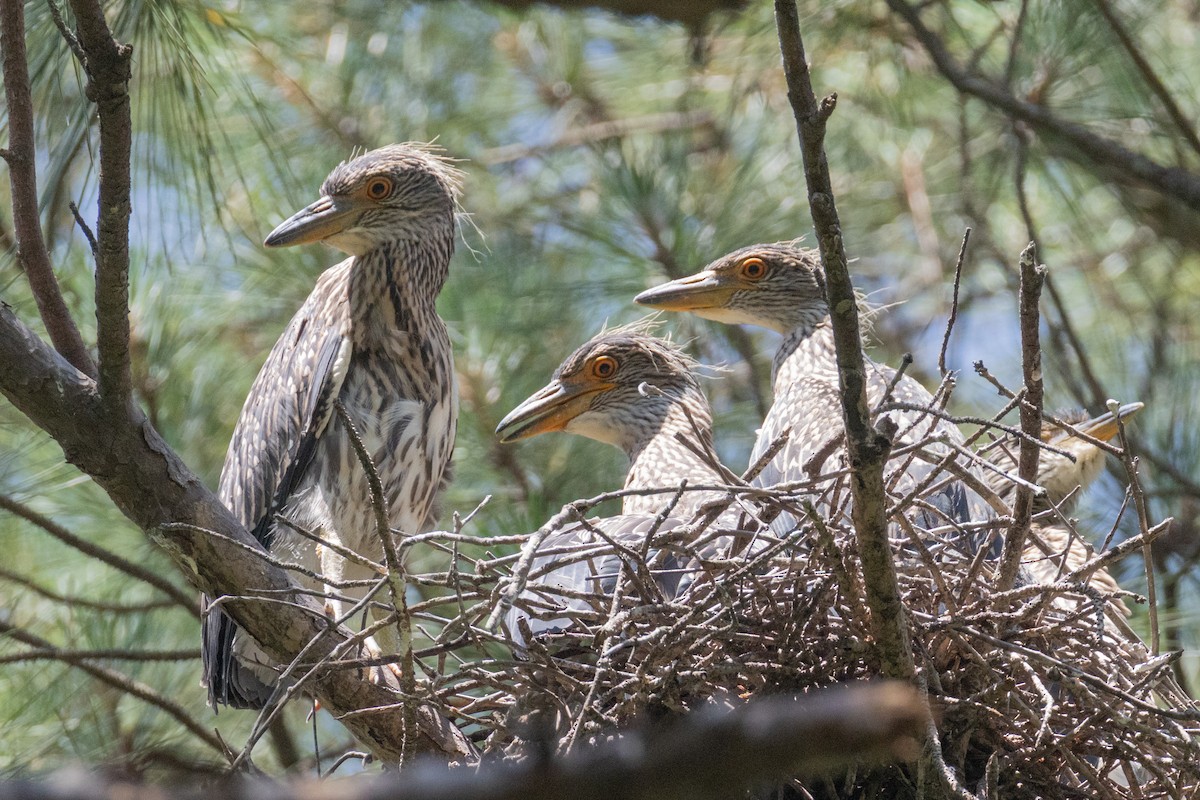 Yellow-crowned Night Heron - ML637010633