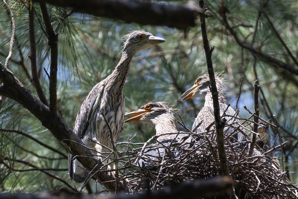 Yellow-crowned Night Heron - ML637010634