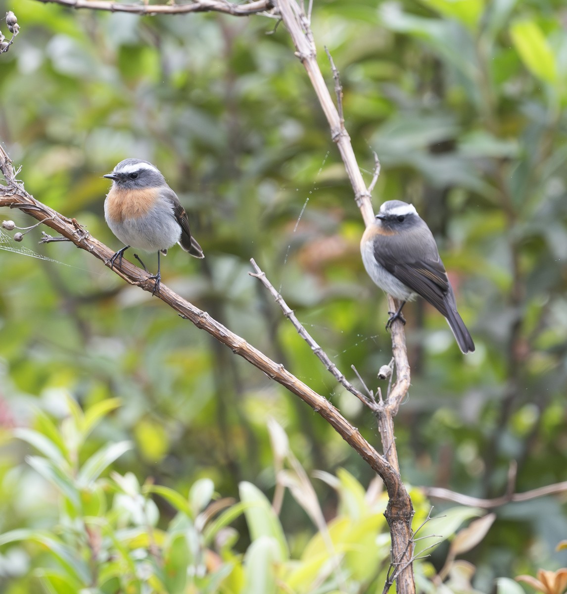 Rufous-breasted Chat-Tyrant - ML637010675