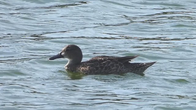 Blue-winged Teal - ML637010679