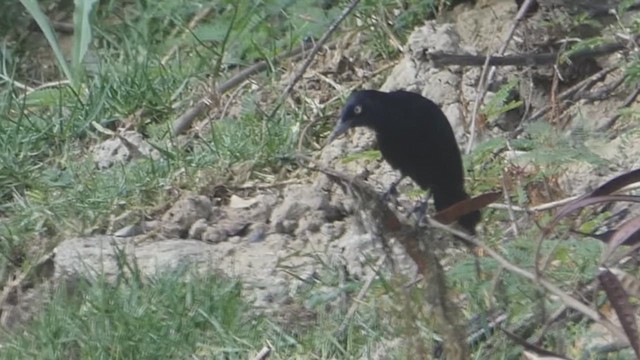 Carib Grackle - ML637010702