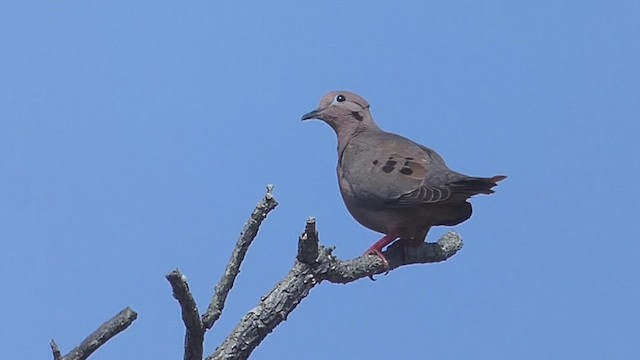 Eared Dove - ML637010747
