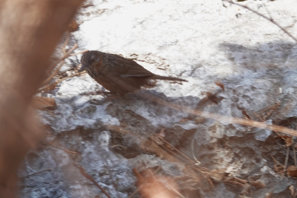Rufous Limestone Babbler - ML637010767
