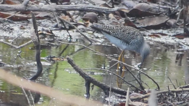 Greater Yellowlegs - ML637010858