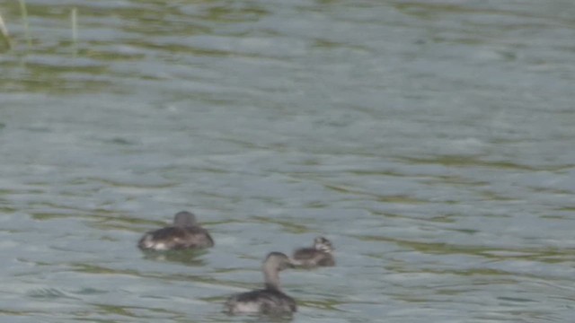 Least Grebe - ML637010867