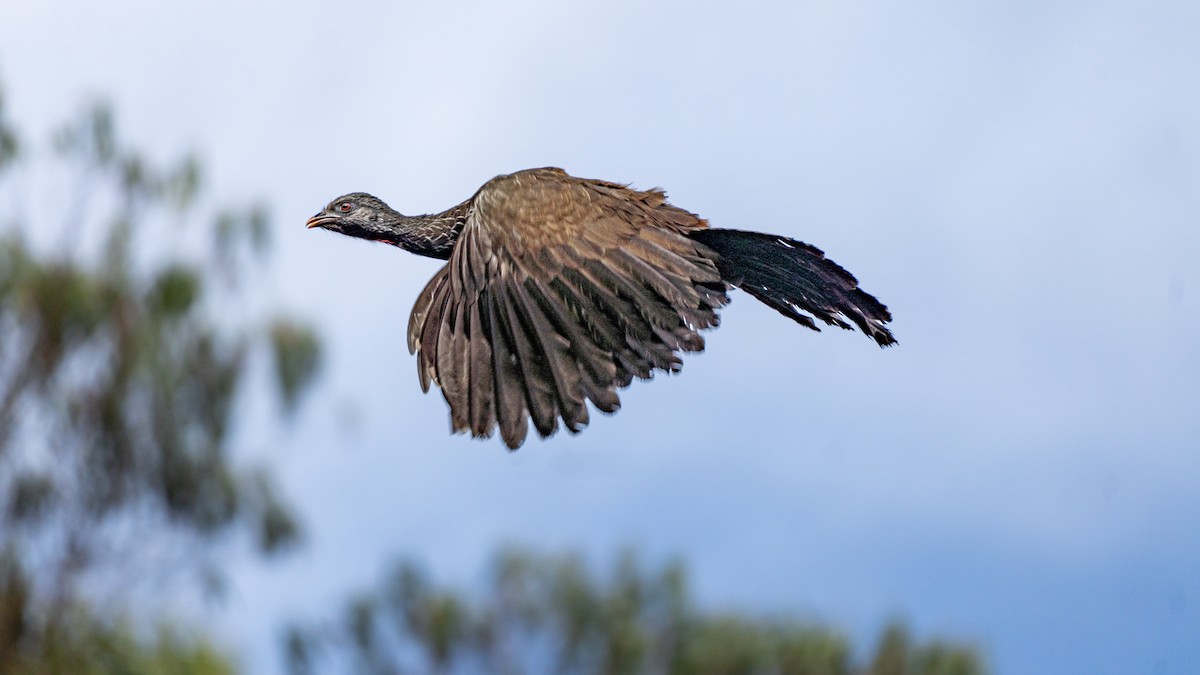 Andean Guan - ML637010916