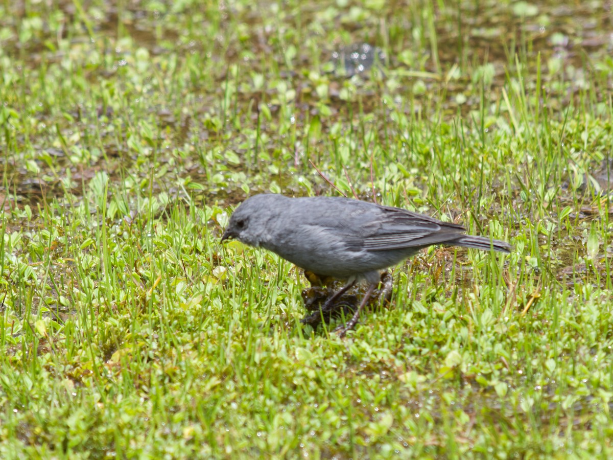 gråandesspurv - ML637010929