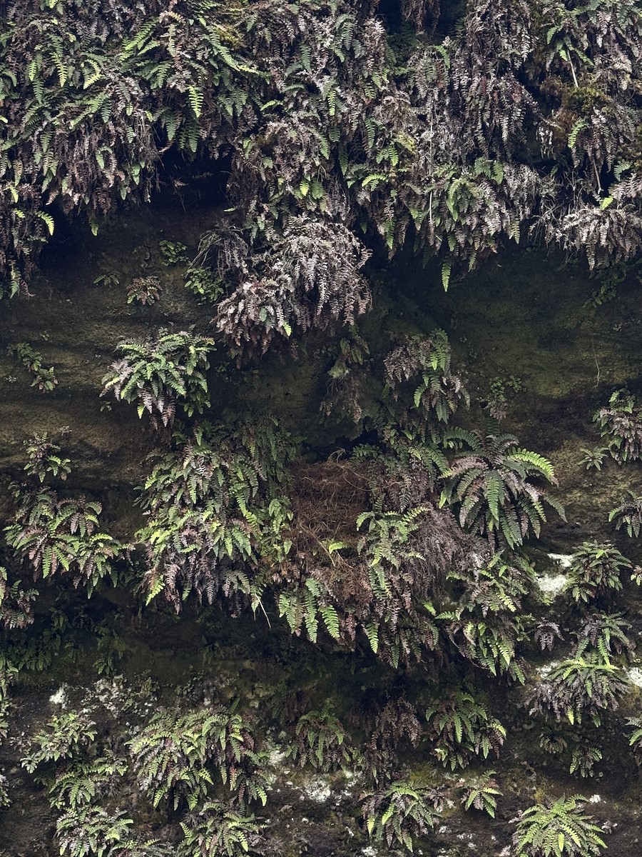Puaiohi - ML637010931