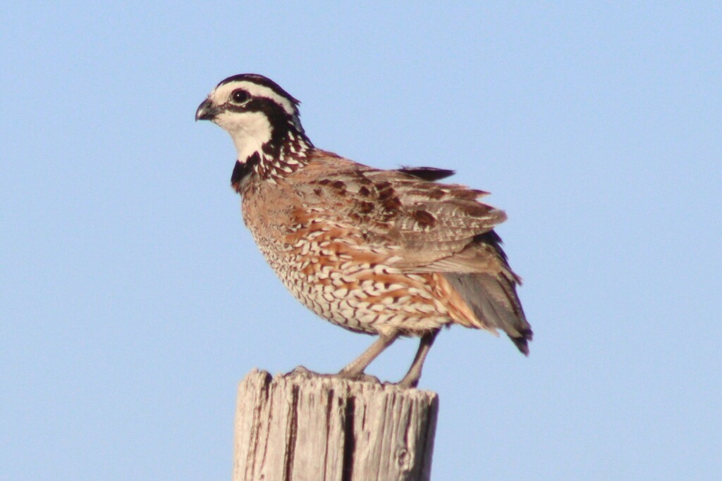 Northern Bobwhite - ML637010980
