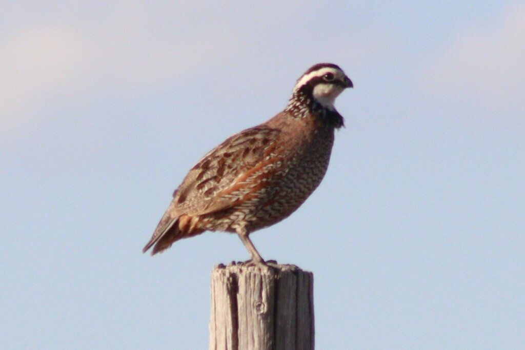 Northern Bobwhite - ML637010981