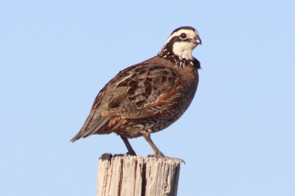 Northern Bobwhite - ML637010982