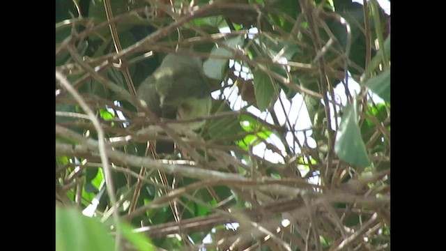 Rufous-browed Peppershrike (Cozumel I.) - ML637011025