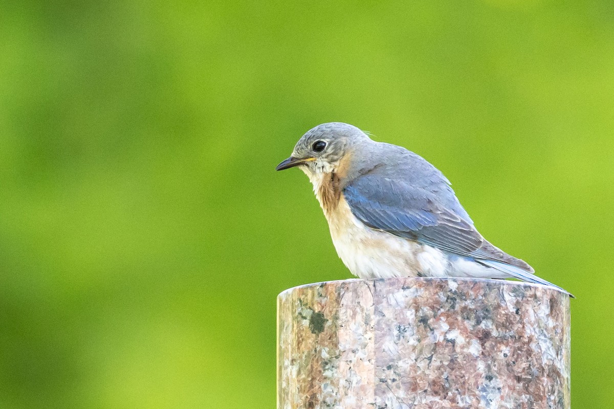 Eastern Bluebird - ML637011054