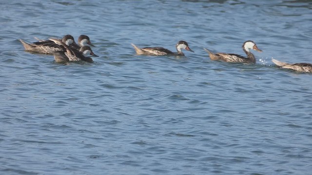 White-cheeked Pintail - ML637011195