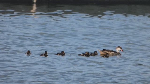 White-cheeked Pintail - ML637011207