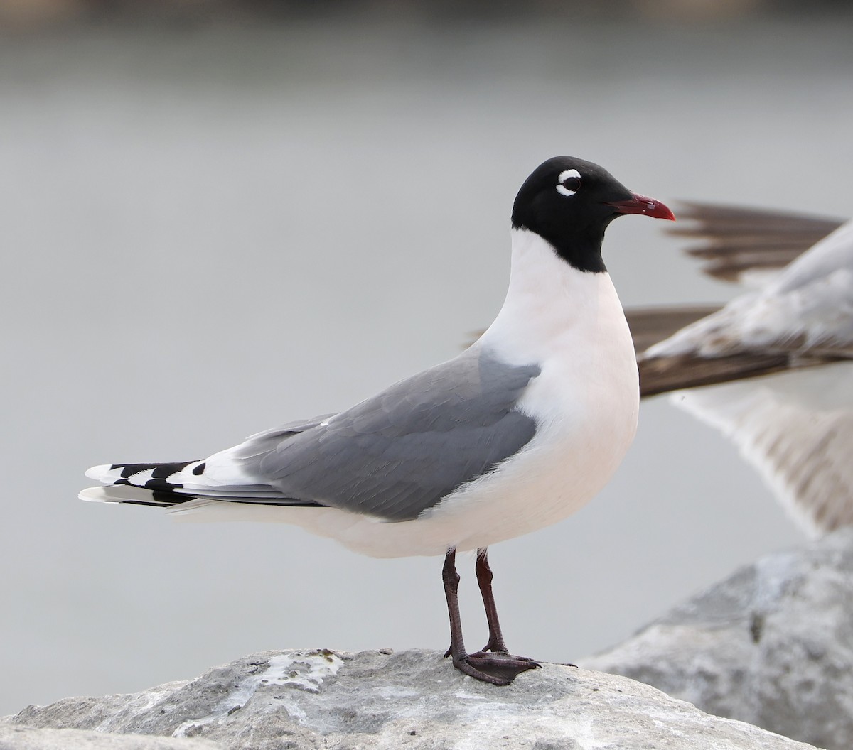 Franklin's Gull - Willie D'Anna