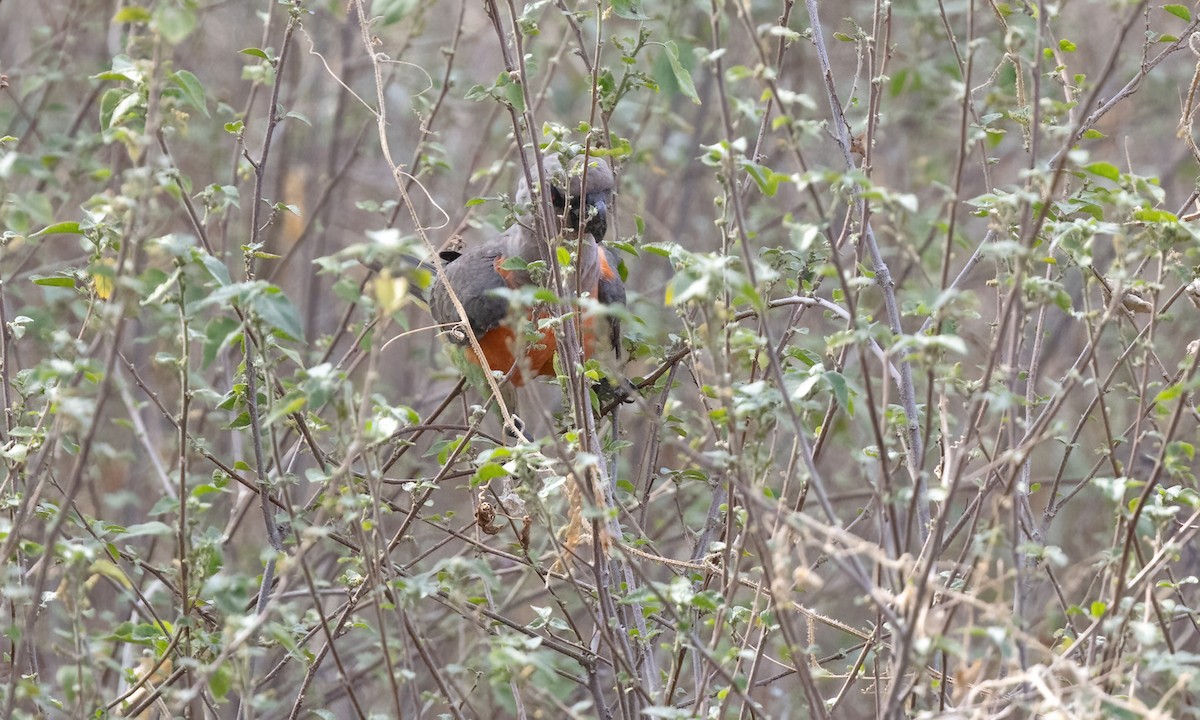 Red-bellied Parrot - ML637011394