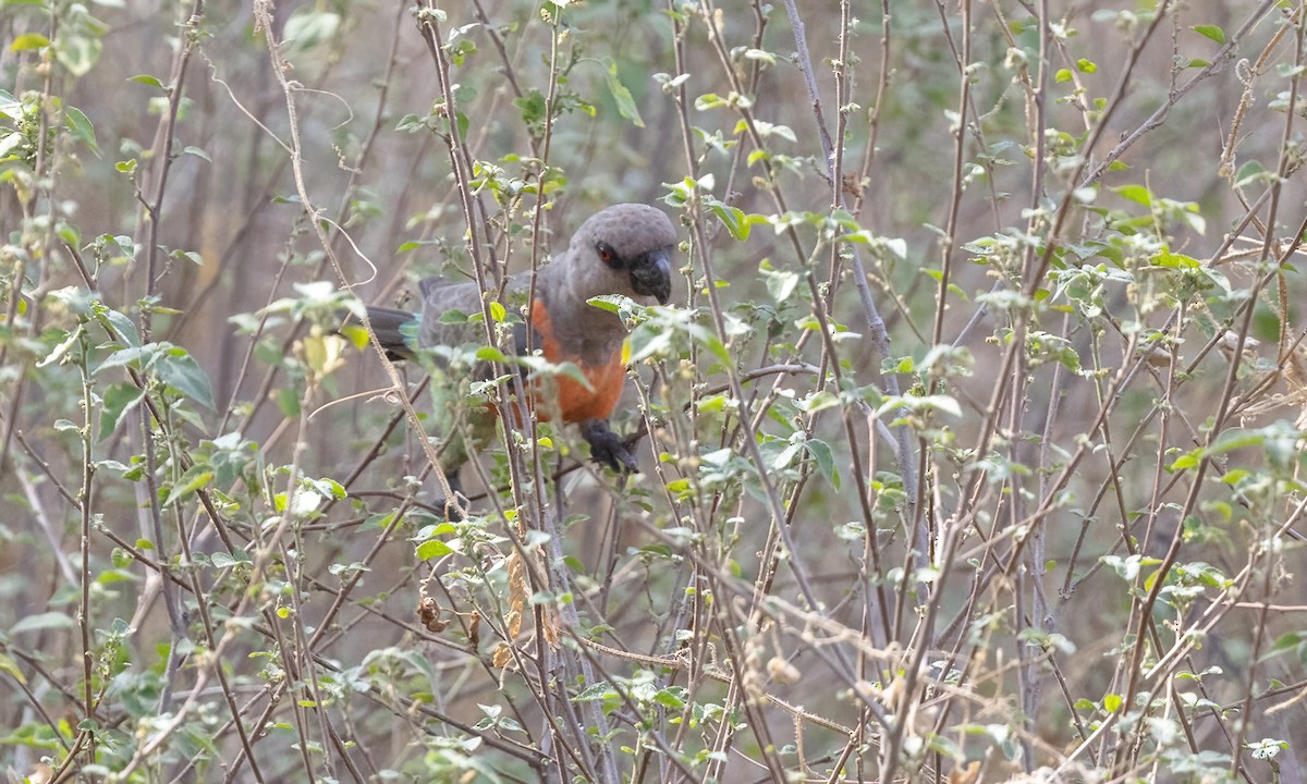 Red-bellied Parrot - ML637011395