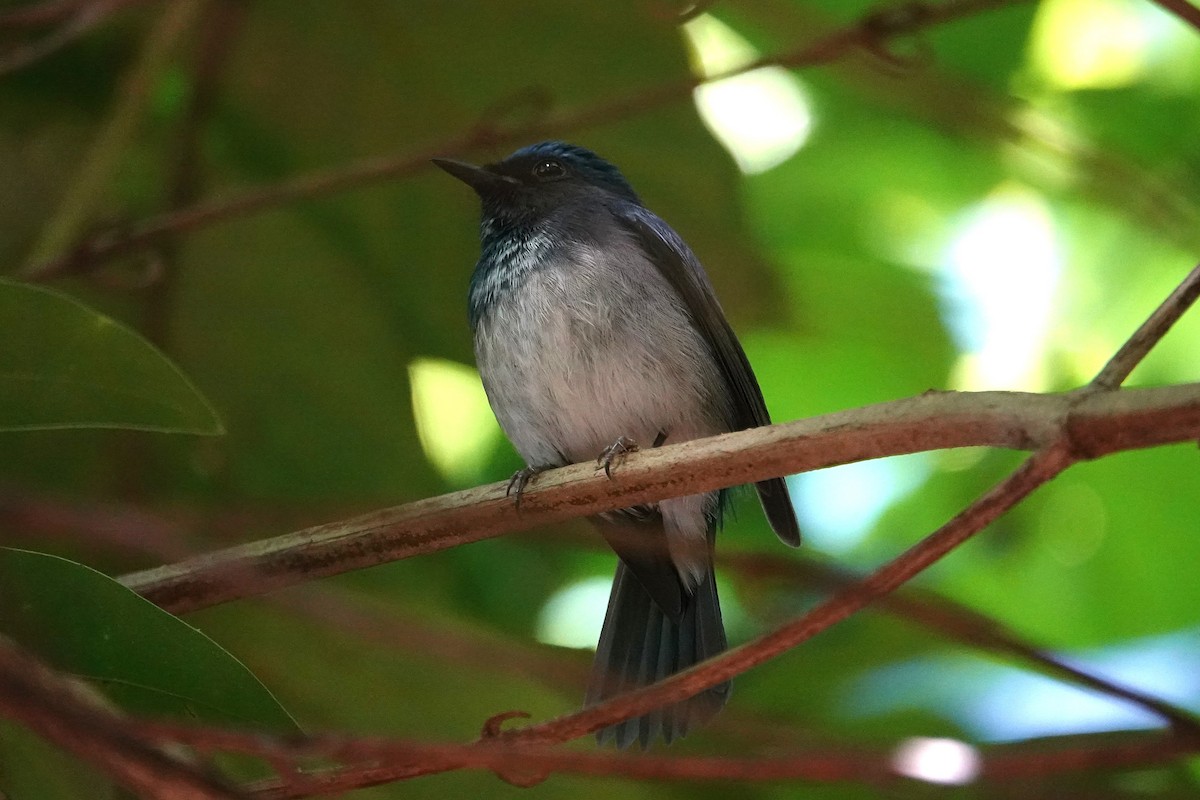 Hainan Blue Flycatcher - ML637011409