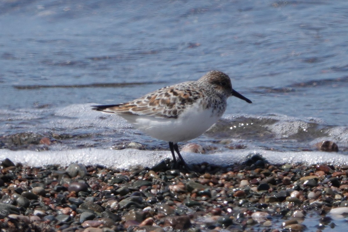 Sanderling - ML637011473