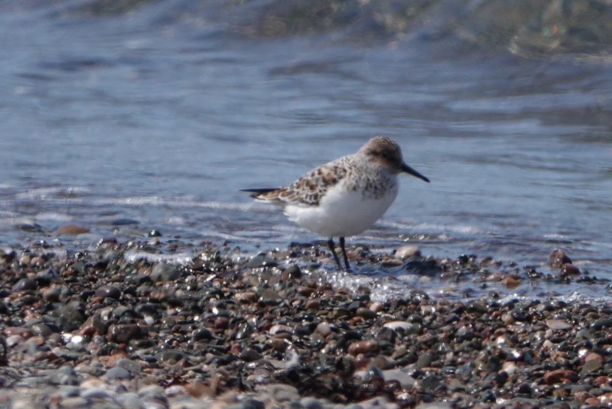 Sanderling - ML637011474