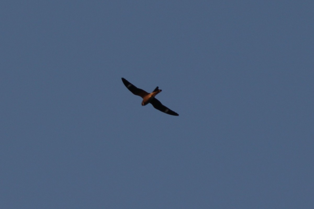 Common Nighthawk - ML637011490