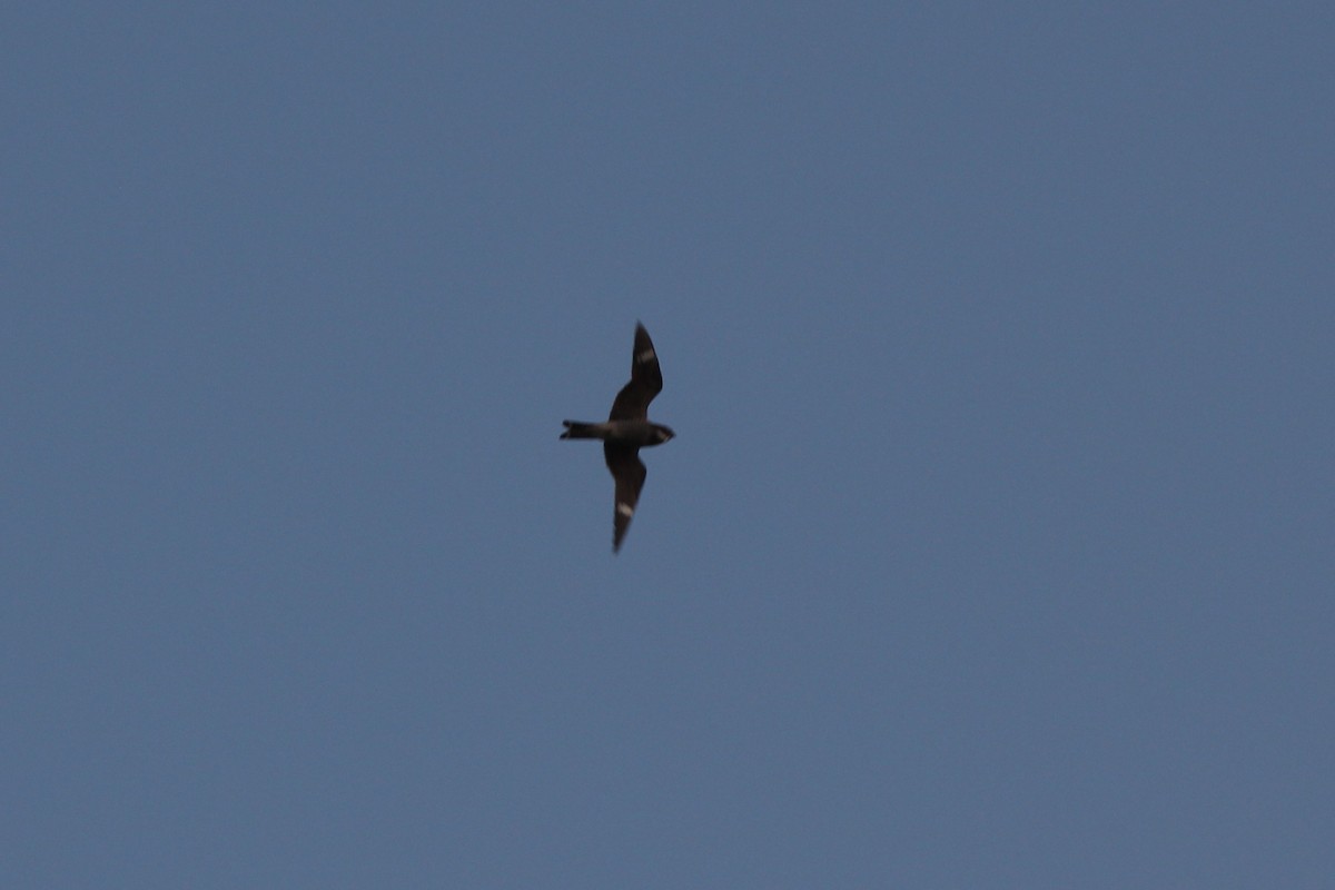 Common Nighthawk - ML637011491