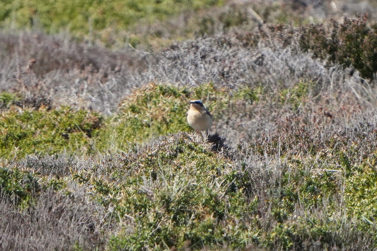 Northern Wheatear (Greenland) - ML637011505