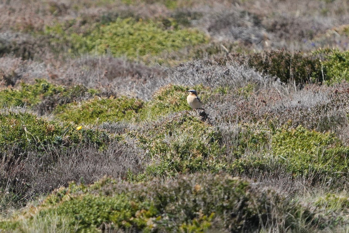 Northern Wheatear (Greenland) - ML637011506