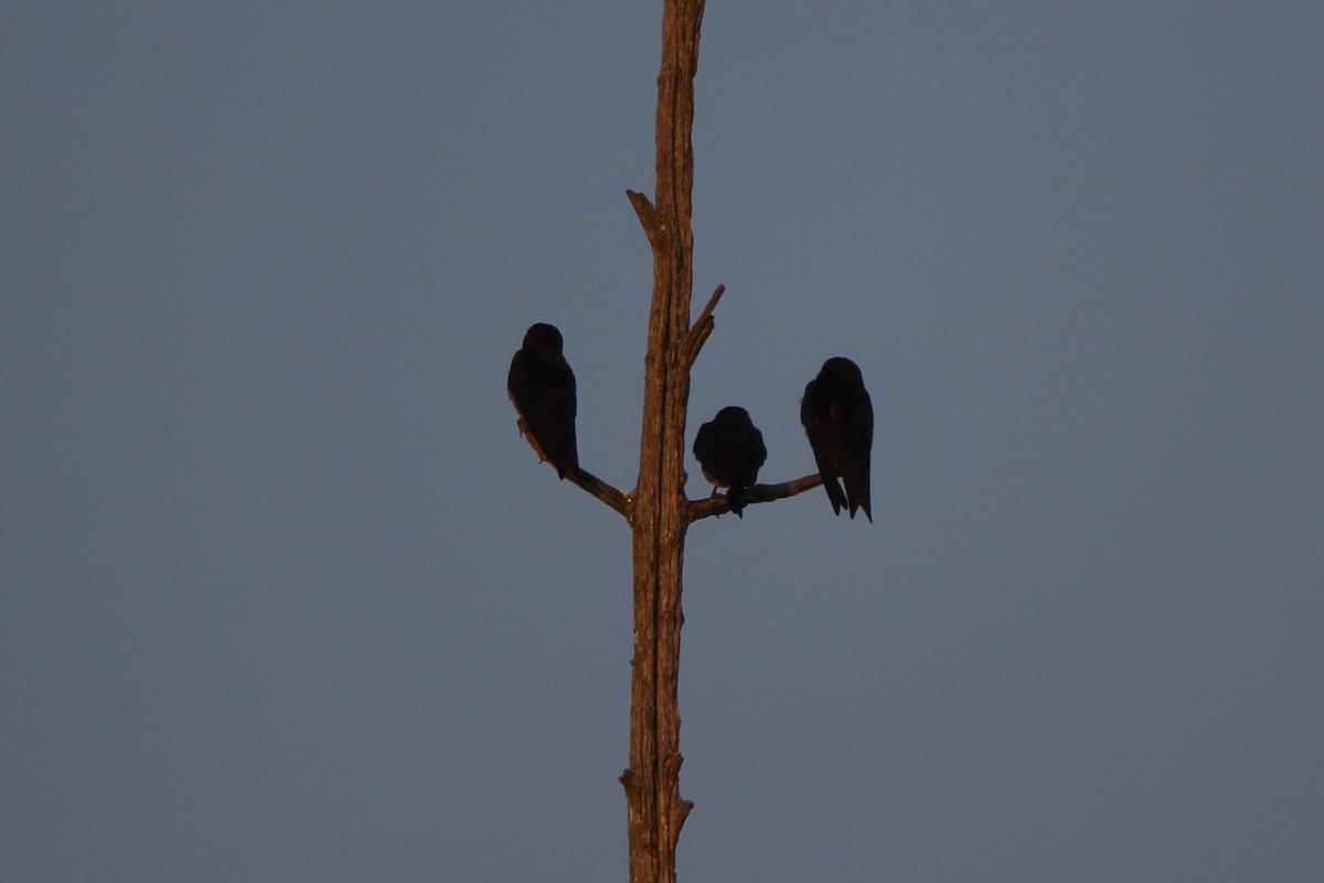 Purple Martin - ML637011515
