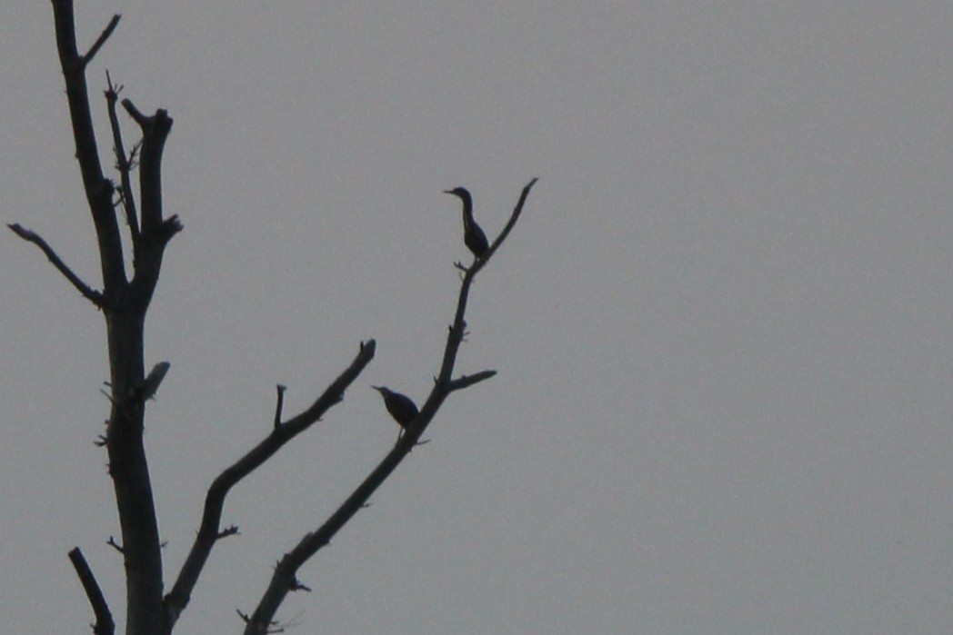 Green Heron - ML637011528