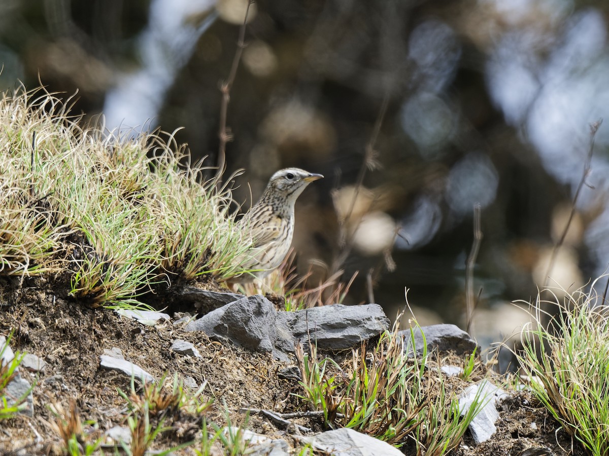 Upland Pipit - ML637011584