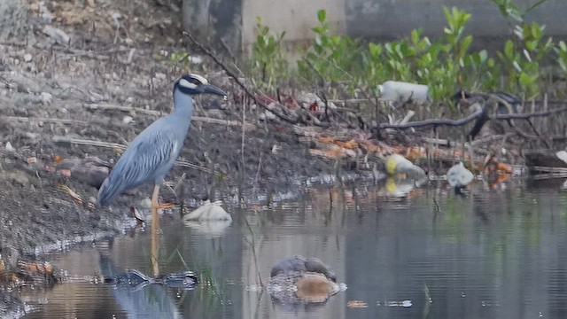 Yellow-crowned Night Heron - ML637011721
