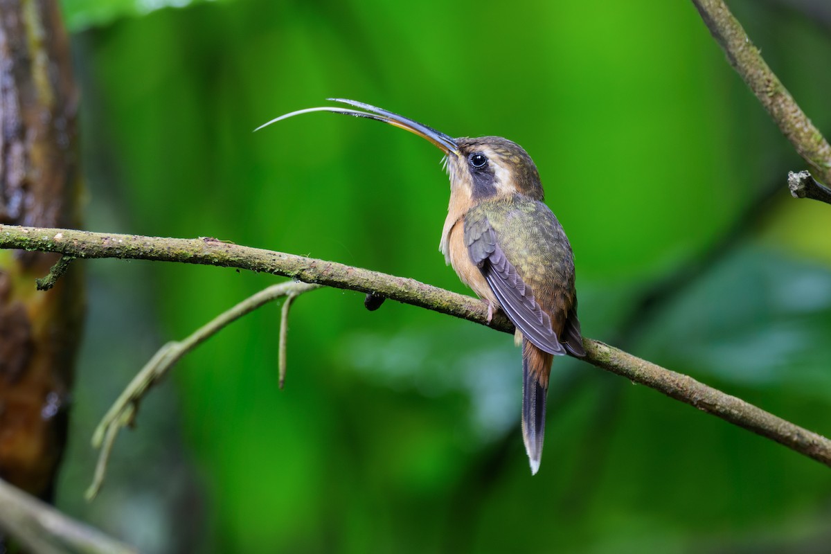 Gray-chinned Hermit - ML637011748